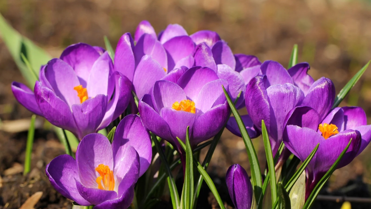crocus flower.