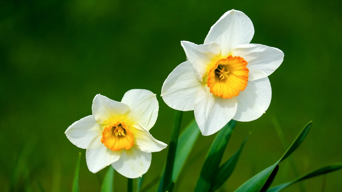 daffodil