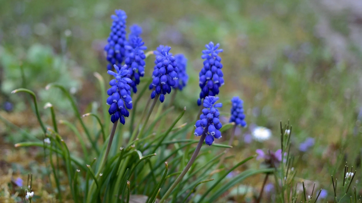 grape hyacinth