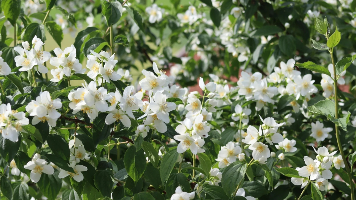 jasmine