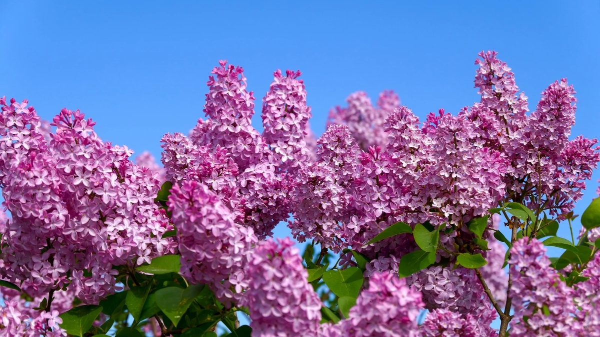 lilac