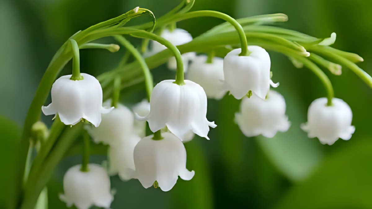 lily of lilac flower