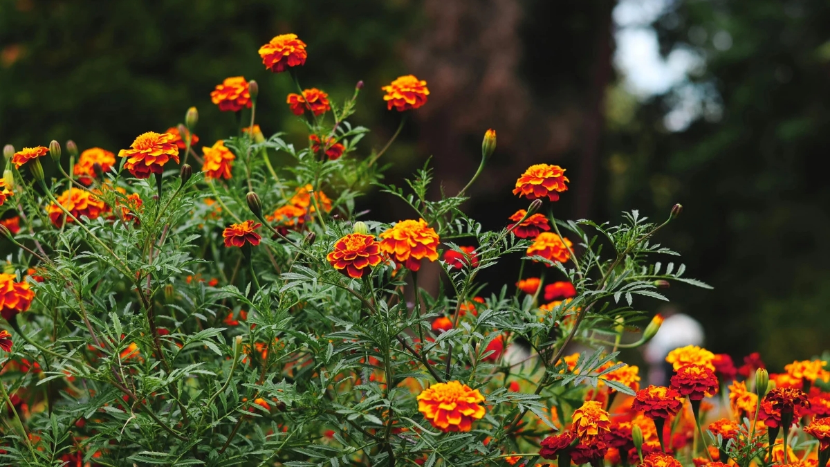 marigold
