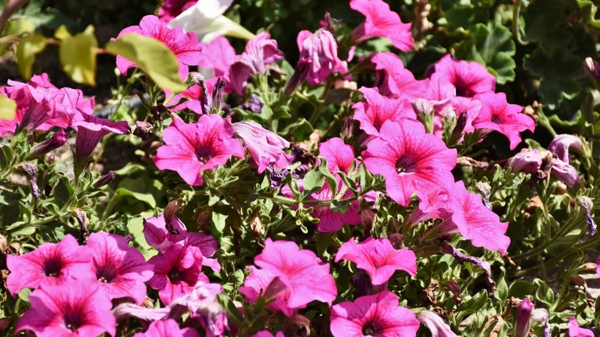 petunia