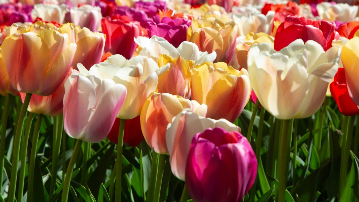 tulip