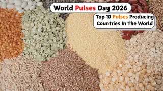 World Pulses Day 2026: Top 10 Pulses Producing Countries In The World – India Leads Globally, Check Others