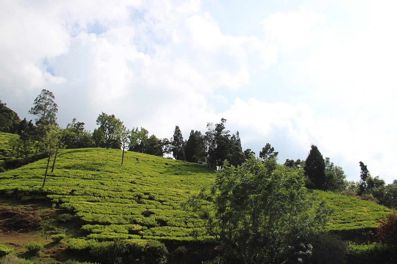 Ooty