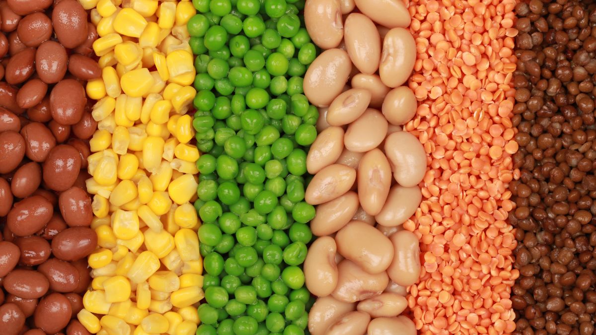 top 10 pulses producing countries on world pulses day 2026 (2)