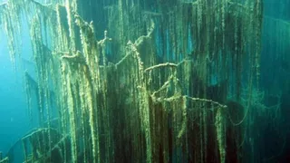 Skeleton Trees And Shimmering Waters: Inside Eerie Underwater Forest Of Kaindy Lake