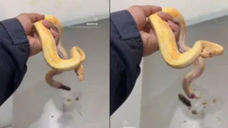 Nihilist Penguin’s ‘Death March’ Meme vs Reality: Why Is A Lonely