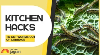 5 DIY Kitchen Hacks To Get Worms Out Of Cabbage At Home