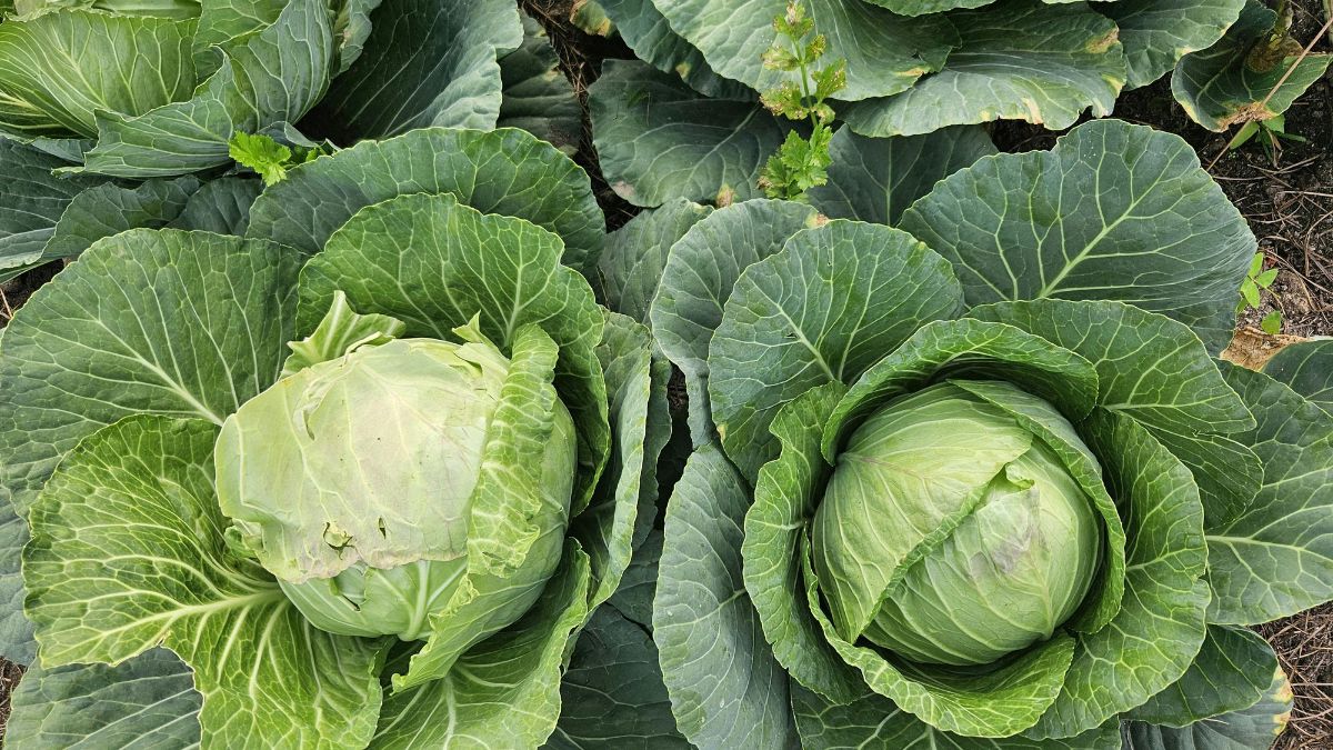 Kitchen Hacks To Remove Cabbage Worms
