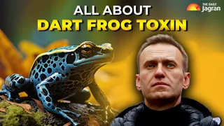 What Is Dart Frog Toxin, Poison Allegedly Used To Kill Putin's Critic Alexei Navalny