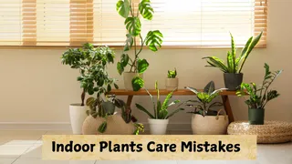Hidden Mistakes That Could Be The Reasons Behind Dying Indoor Plants Despite Care