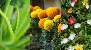 5 Low-Maintenance Flowers And Plants To Brighten Your Balcony This Spring
