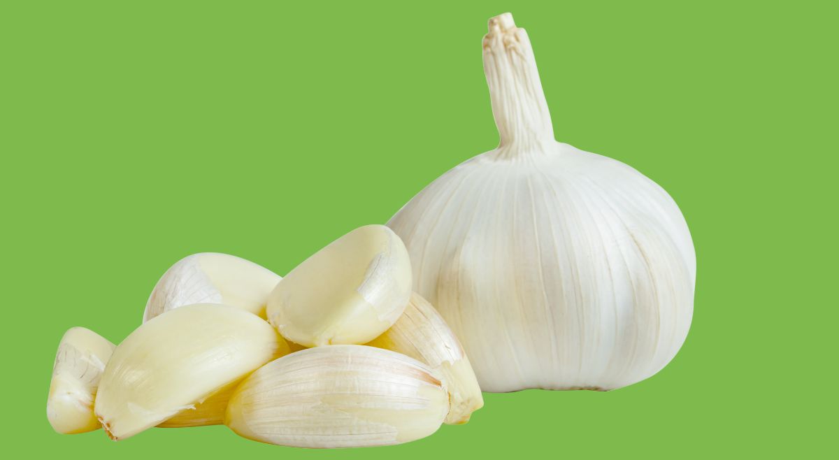 Garlic