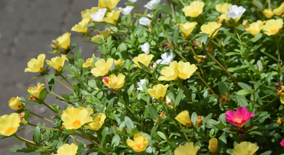 Portulaca