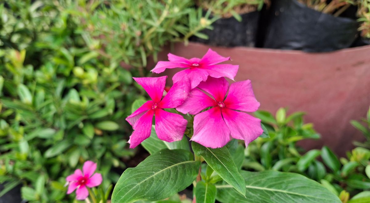 Vinca sadabahar plant