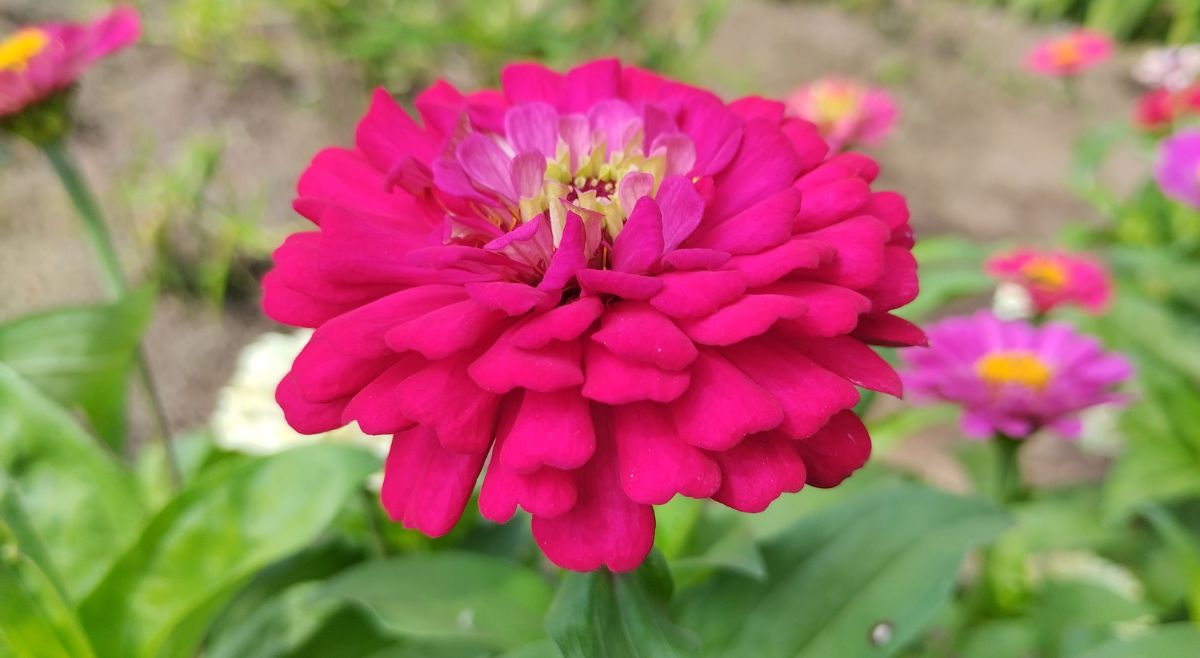 Zinnia flower