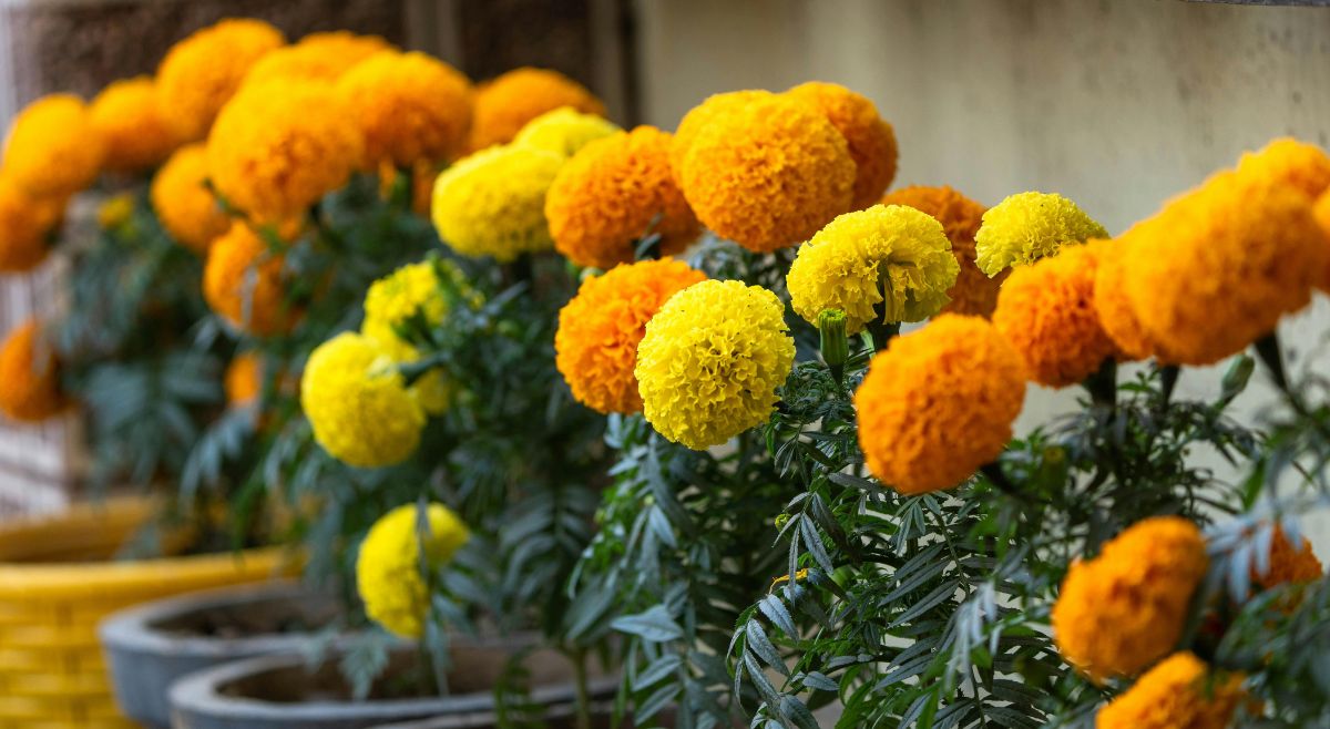 marigold