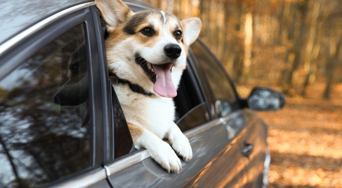Pet in car