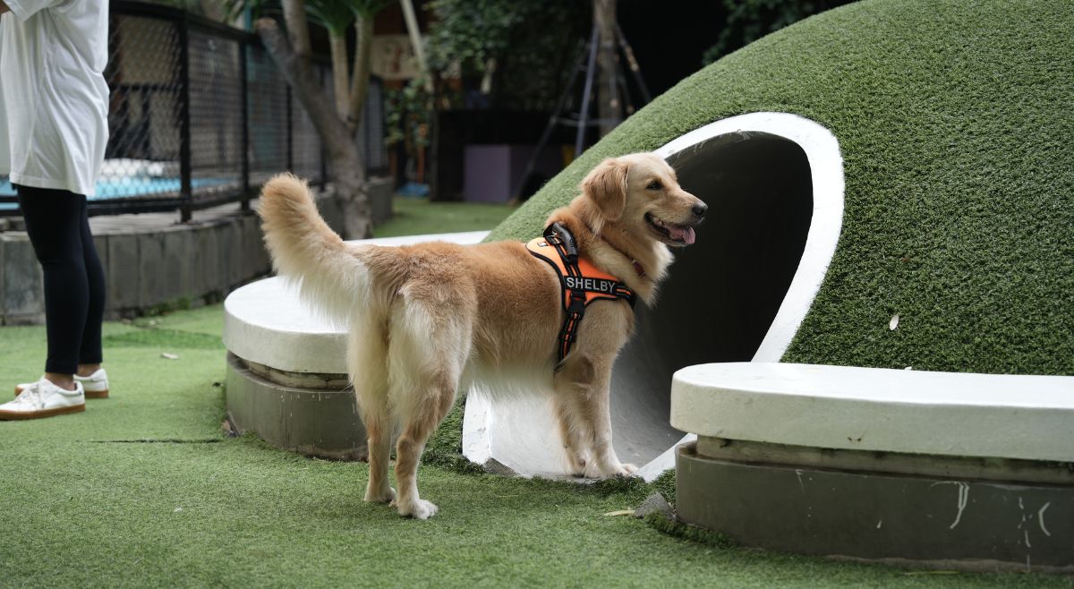 dog house