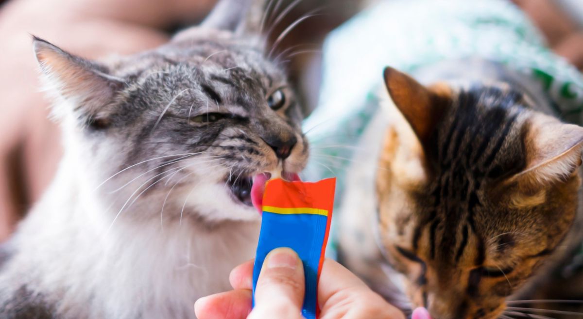 pet Treats