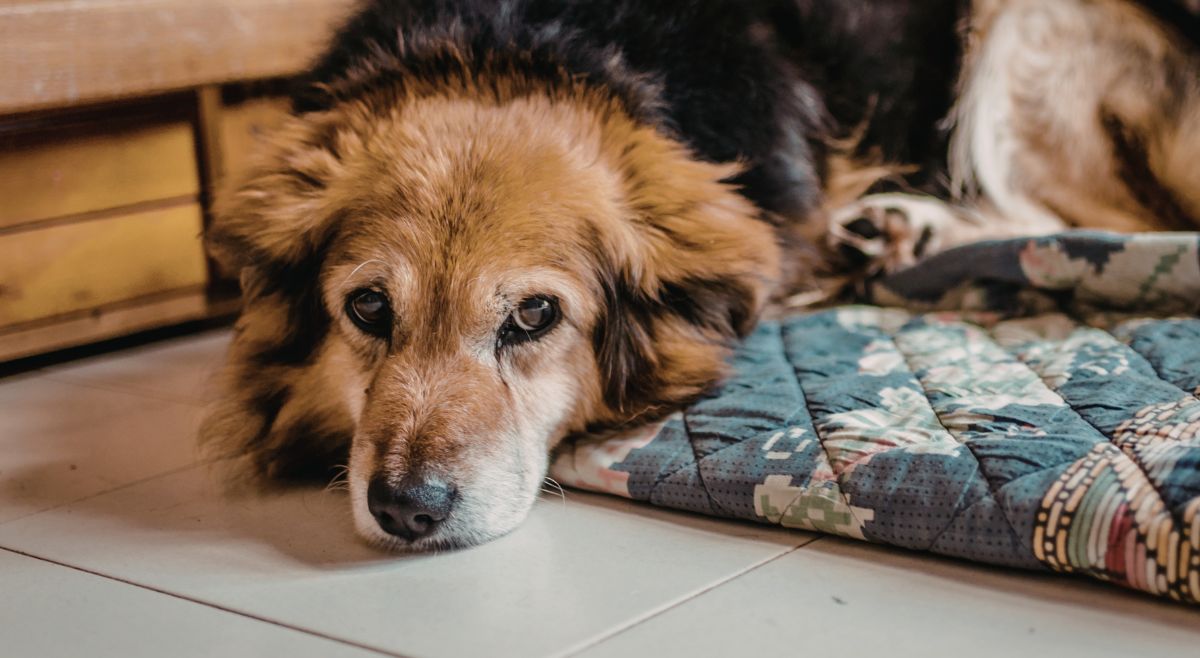 pet cooling mats