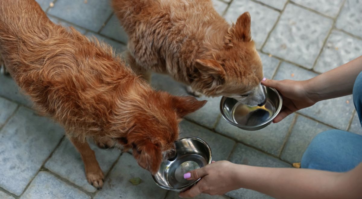 pets drinking water