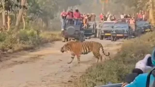 PM Modi Uttarakhand Visit: Rajaji National Park Safari Halted For 3 Days Ahead Of Delhi-Dehradun Expressway Inauguration
