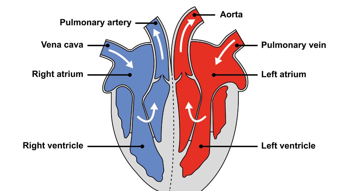 heart anatomy