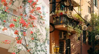 7 Fast-Growing Climbing Plants To Transform Your Garden Quickly