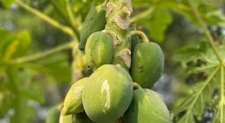 How To Grow Papaya At Home: Simple Guide For Your Garden