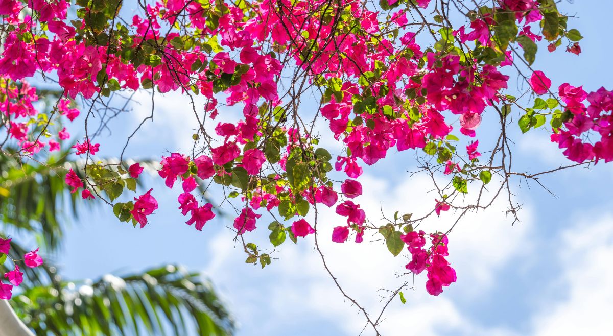 Bougainvillea