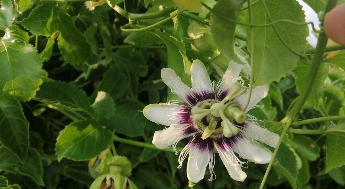 Passion Flower