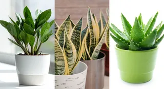 6 Heat-Resistant Indoor Plants For Indian Homes