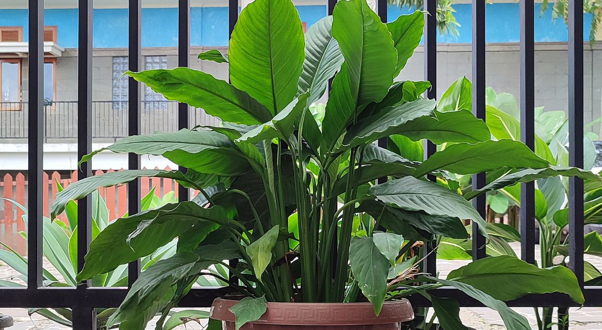 Cast Iron Plant 