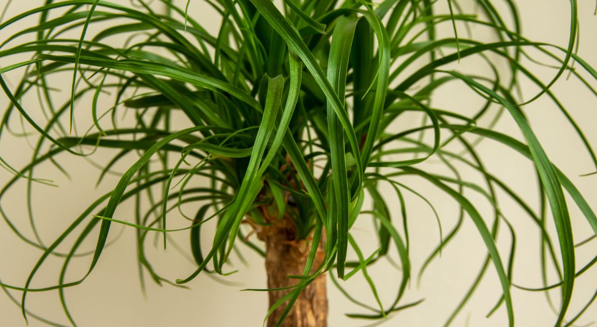 Ponytail Palm