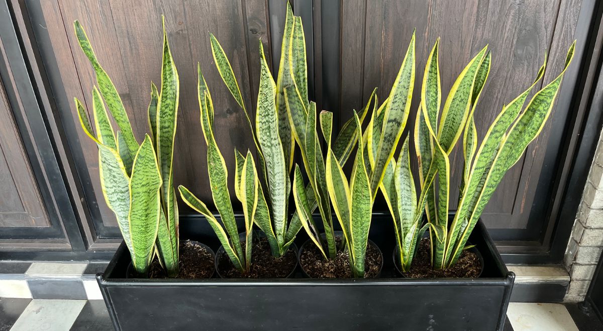 Snake Plant