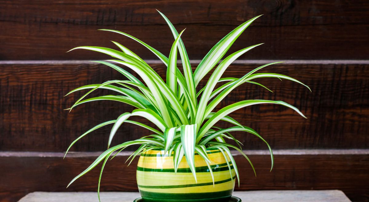 Spider Plant