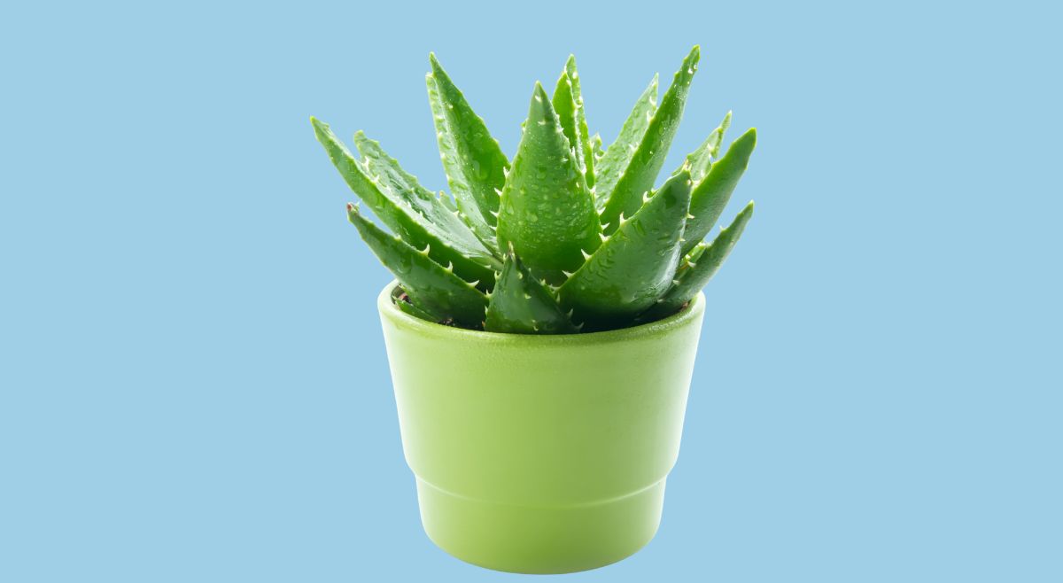 aloe vera