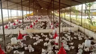 Uttar Pradesh: 140 Chickens Die Of Heart Failure Due To Loud Music At Wedding In Sultanpur; DJ Arrested, 15 Notices Issued