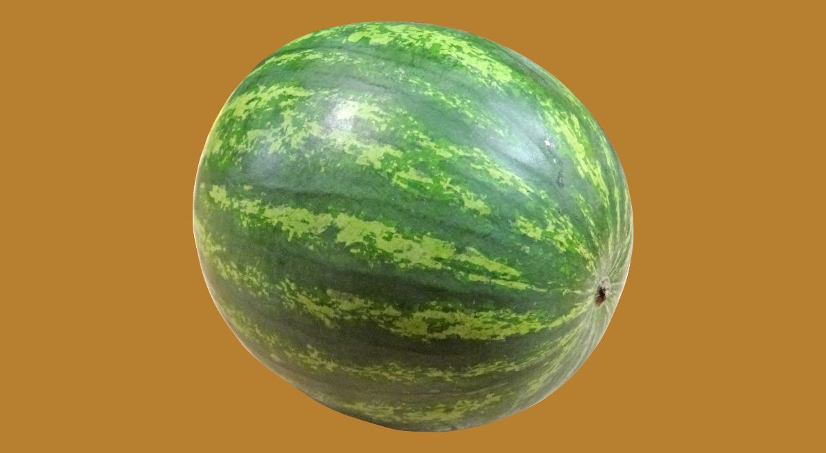 Yellow patch on watermelon