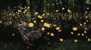 5 Real Forests That Glow Naturally After Dark