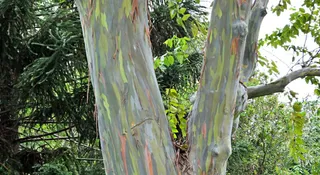 4 Trees With Naturally Abstract-Art Bark: Rainbow-Coloured, Patchworked And More