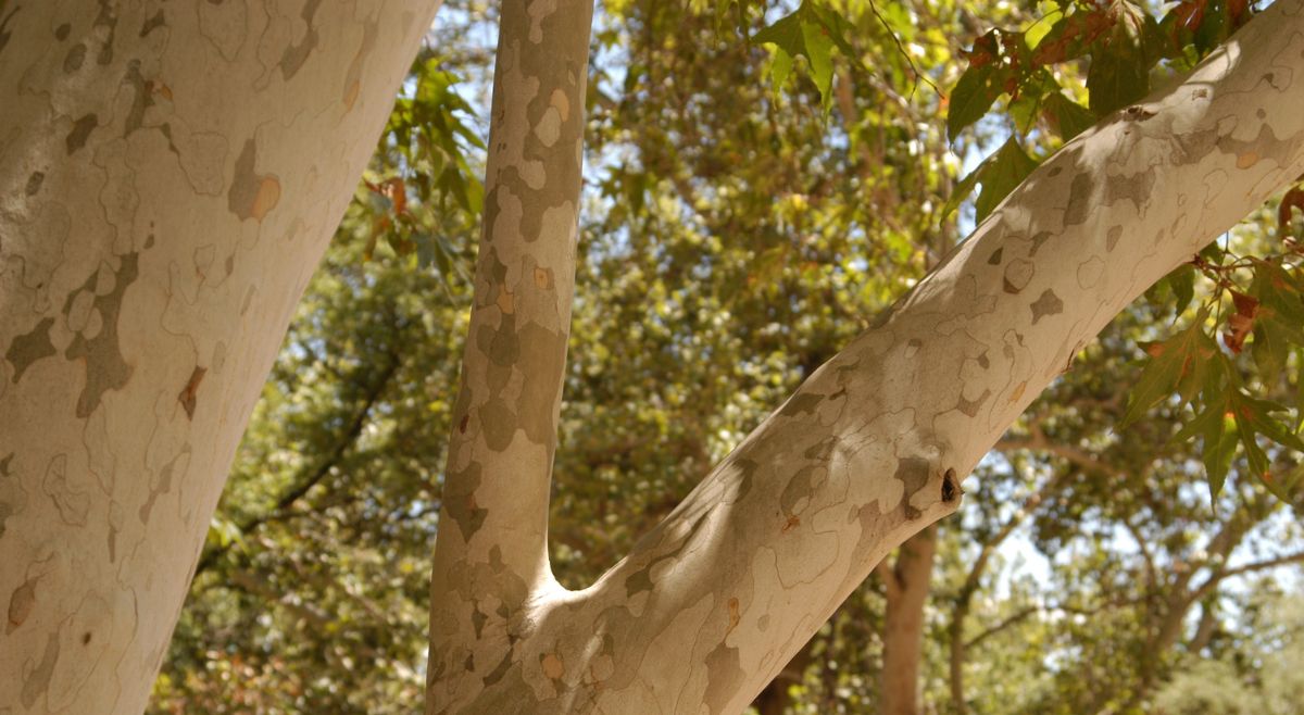 American Sycamore
