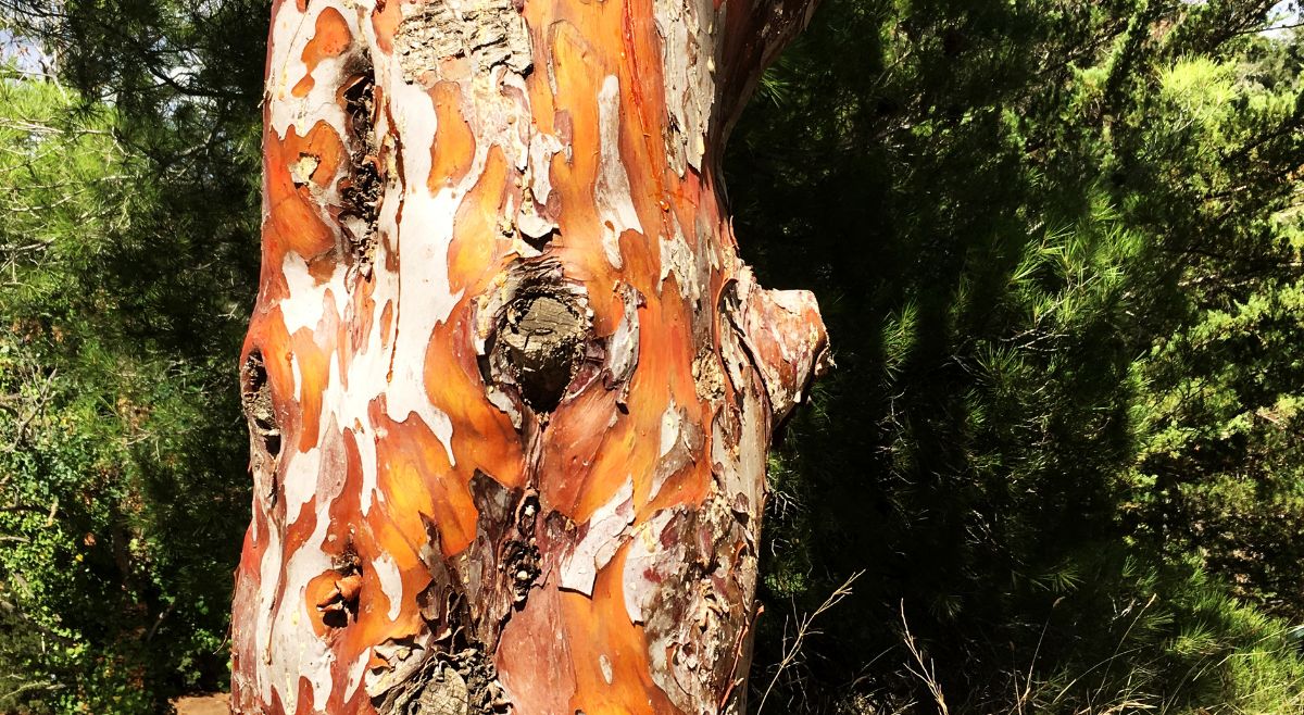 Paperbark Maple