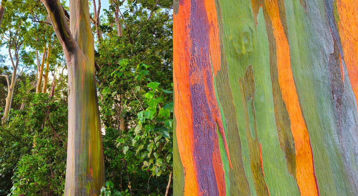 Rainbow Eucalyptus