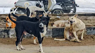 Euthanasia For Dangerous Dogs, Animal Birth Control Centres: What SC Instructed States In Stray Dog Case