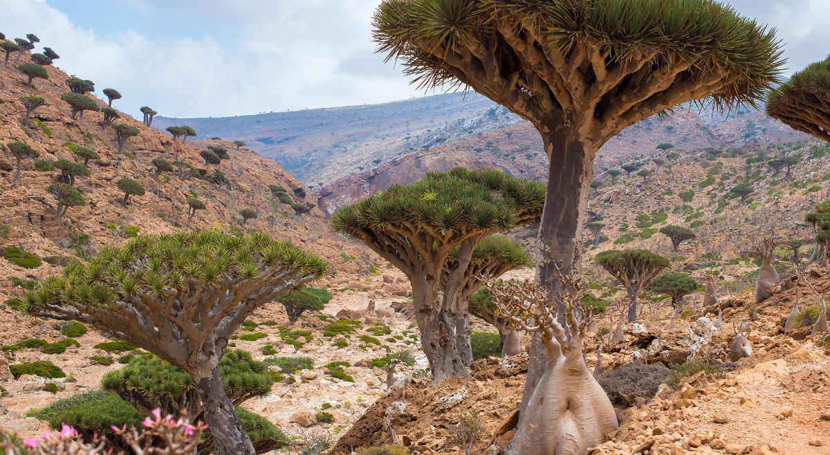 Socotra Island